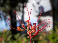 423962797 Red Grevillea 1